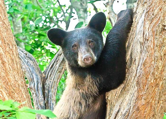 Close up of black bear cub in a tree.