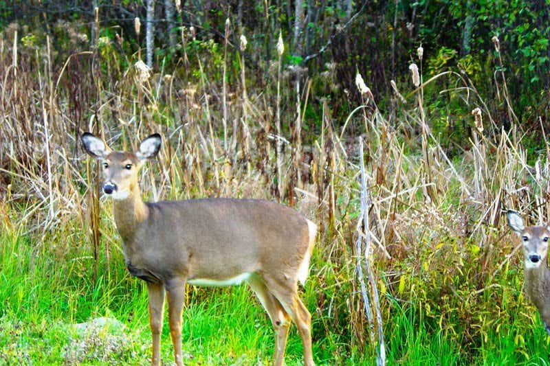 Northern Lights Resort Wildlife deer