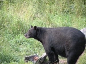 Black bear in the woods.