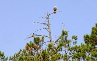 Eagle on top of a tree wallpaper