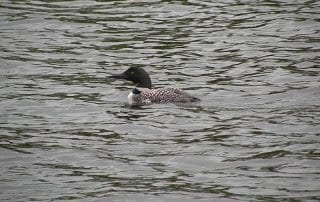Loon on the lake