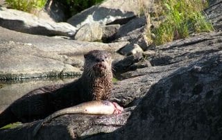 Otter on the rocks
