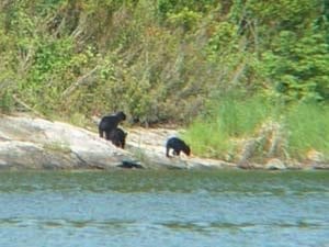 nlro-wildlife-voyageurs-natl-park-bears