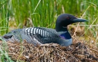Loon sitting in a nest.