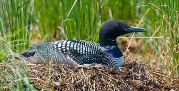 Loon sitting in a nest.